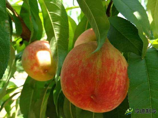 桃子儲存保鮮庫氣調庫(圖1) 桃子儲存保鮮庫氣調庫(圖1)